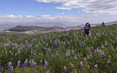 Chocho o Tarwi: El Tesoro Andino Que Merece Brillar