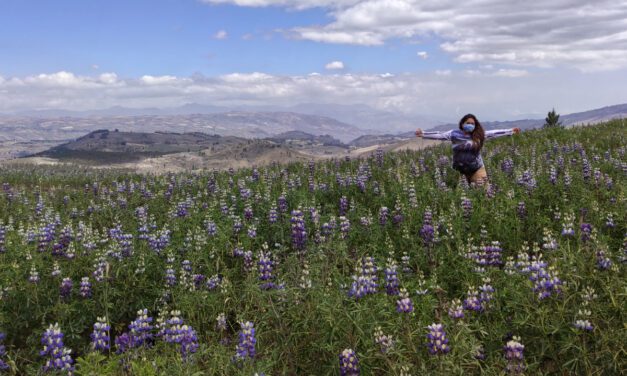 Chocho o Tarwi: El Tesoro Andino Que Merece Brillar