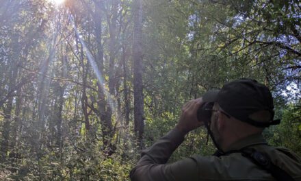 Probando los binoculares inteligentes Swarovski AX Visio en la naturaleza.