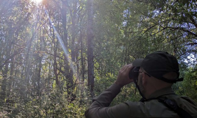 Probando los binoculares inteligentes Swarovski AX Visio en la naturaleza.