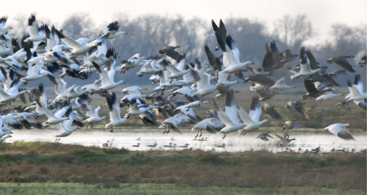 Chasing Snow Geese: Sacramento National Wildlife Refuge