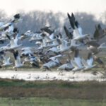 Chasing Snow Geese: Sacramento National Wildlife Refuge