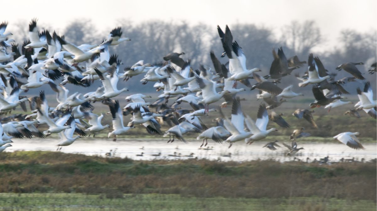 Chasing Snow Geese: Sacramento National Wildlife Refuge