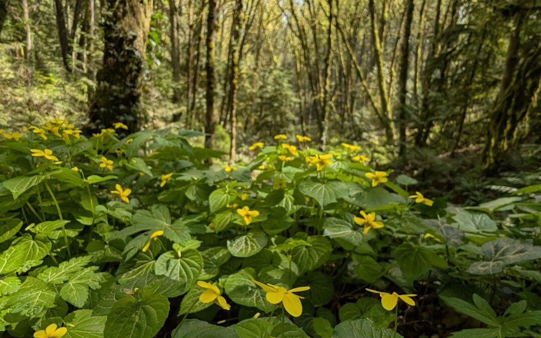 Spring Wildflowers on Our Favorite Forest Park Loop