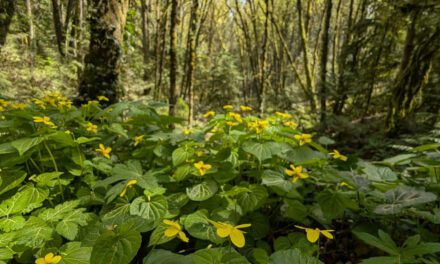 Spring Wildflowers on Our Favorite Forest Park Loop