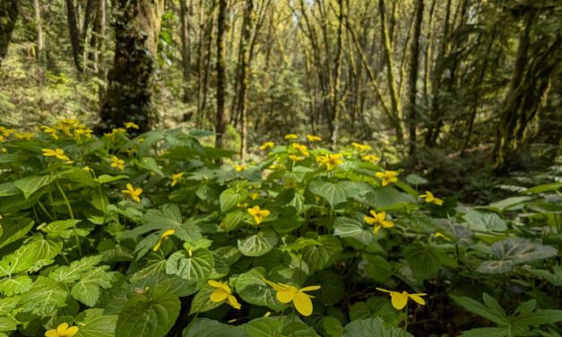 Spring Wildflowers on Our Favorite Forest Park Loop