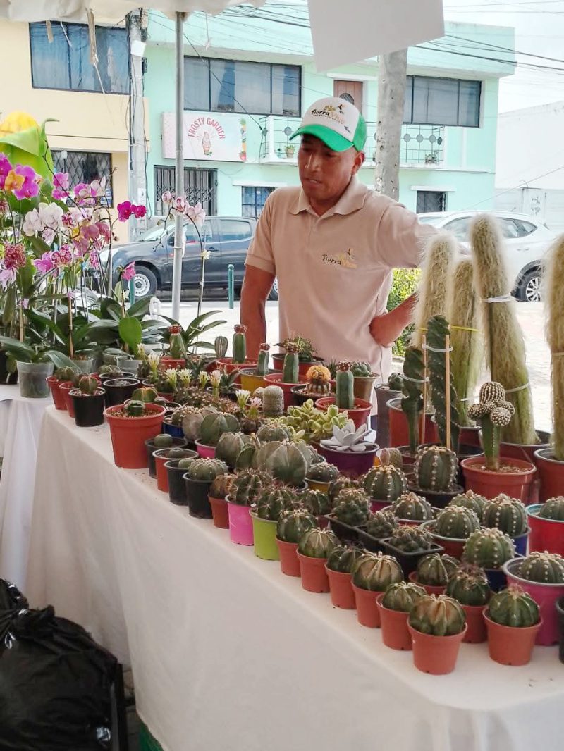 Dario Quija venda cactus y suculentas en el Expo Feria Tierra Viva in Nayon, Ecuador