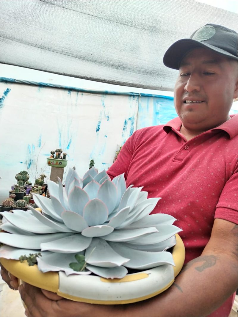 David Quija con un suculenta de hojas azules claras.