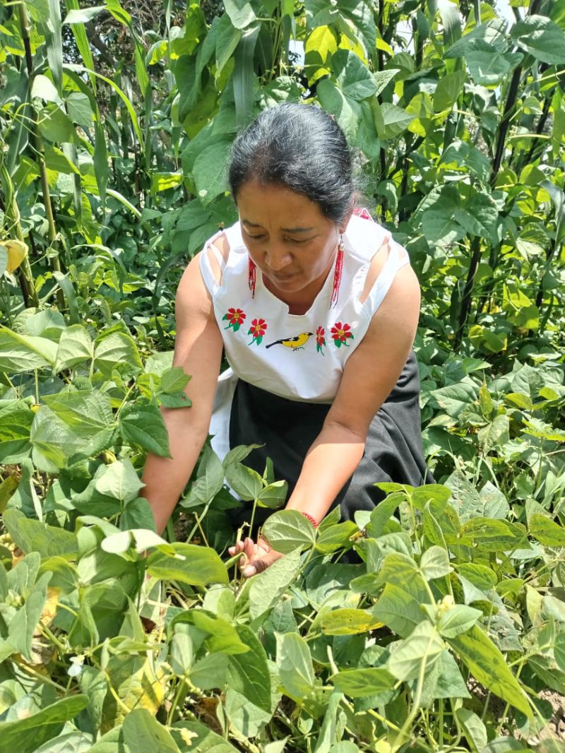 Maribel Quija cosechando semillas.