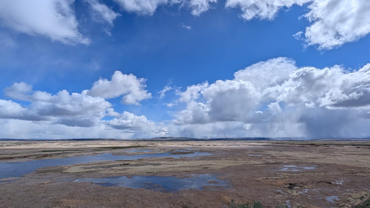 A Beginner’s Guide to the Harney County Migratory Bird Festival