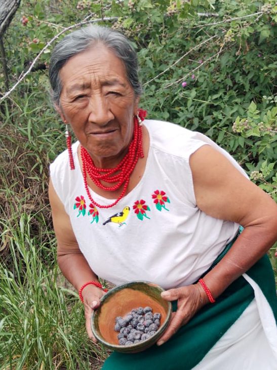 Rosita Luguaña cosechando semillas.
