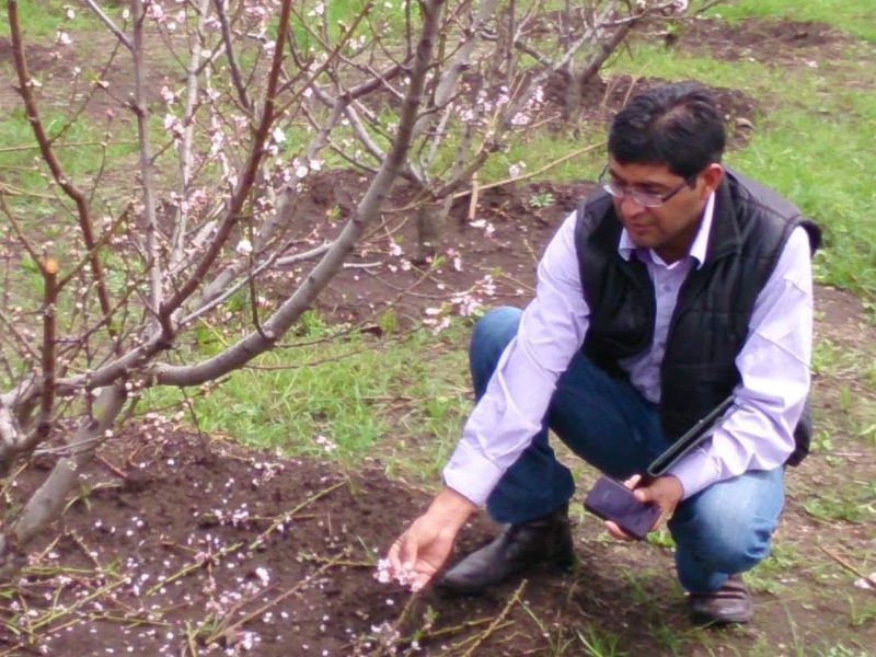 Vinicio Ayala realiza un injerto en un árbol florecido, demostrando técnicas tradicionales de propagación de plantas.<br/>