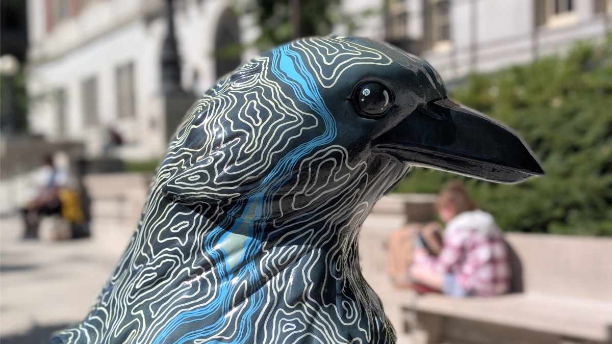 Follow the Crows: Birding a Different Trail in Portland