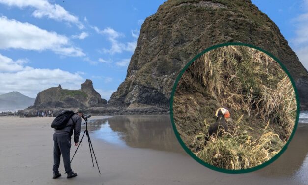 Does a Casual Birder Need a Spotting Scope?
