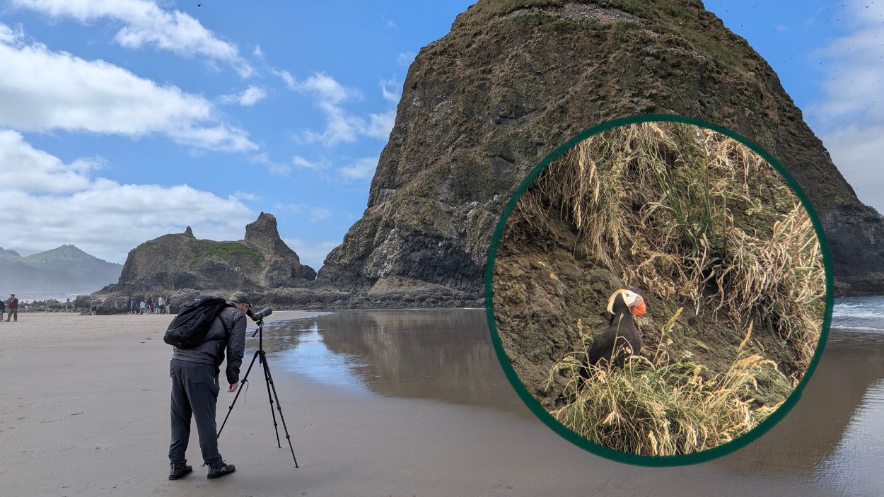 Does a Casual Birder Need a Spotting Scope?