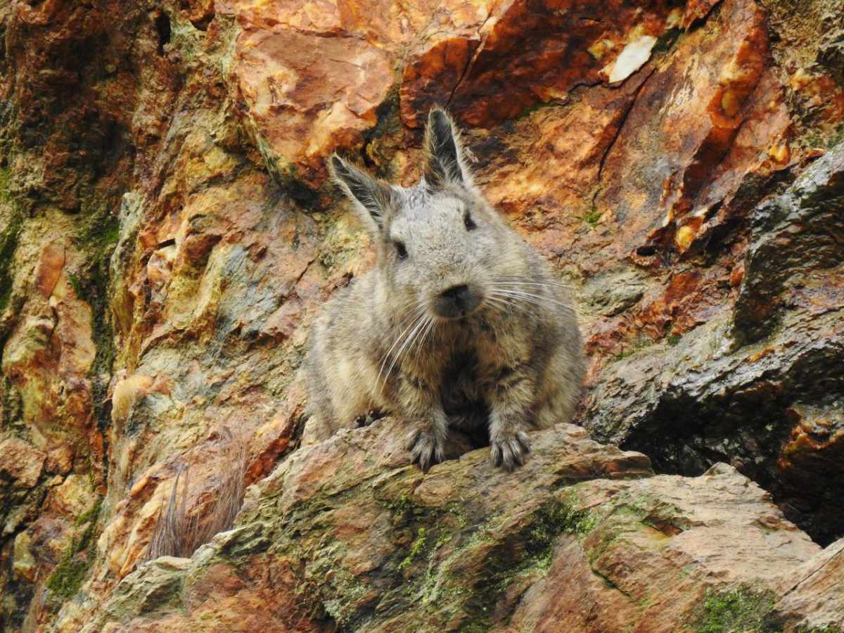 Los míticos cuyes del cerro: la vizcacha de Loja, Ecuador